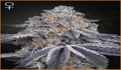 Dosidos x Holy Punch Genetics